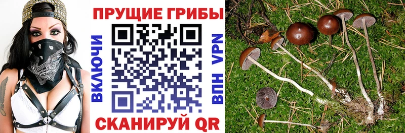 закладки  Вяземский  Галлюциногенные грибы Psilocybe 